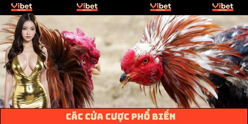Những cửa cược phổ biến tại Đá gà Vibet