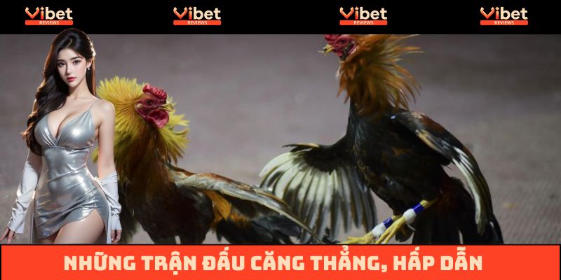 Đá gà trực tiếp C1 hấp dẫn