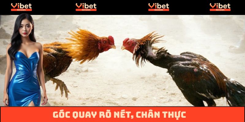 Góc quay chân thực trường gà Savan